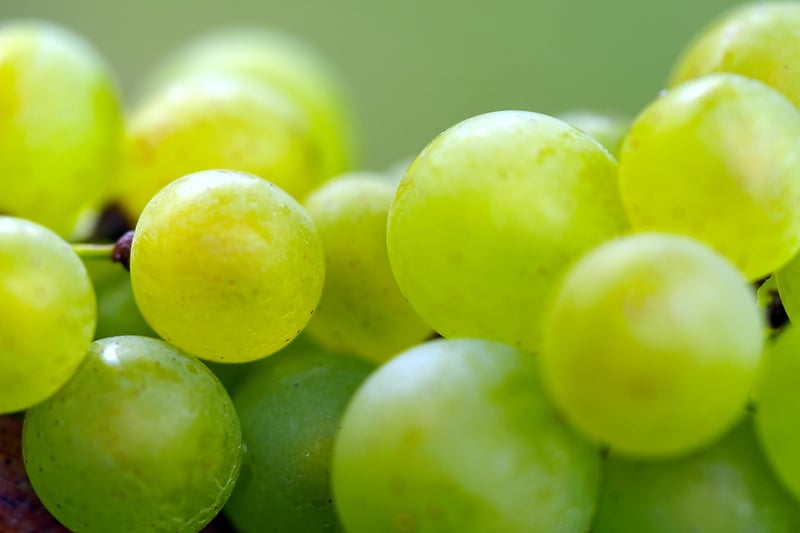 Vineyard Setting